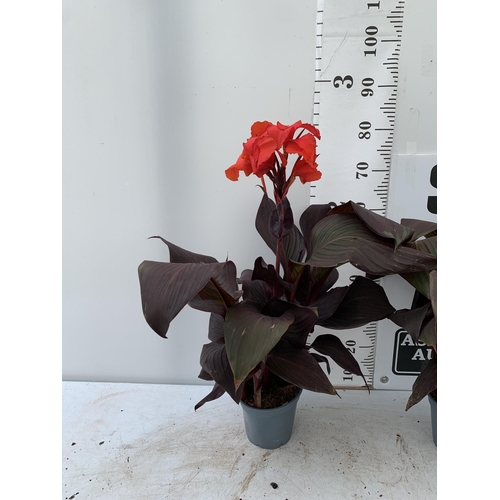 52 - TWO EXCLUSIVE VARIETY LARGE CANNA APPROX 80CM IN HEIGHT IN 2 LTR POTS PLUS VAT TO BE SOLD FOR THE TW... 