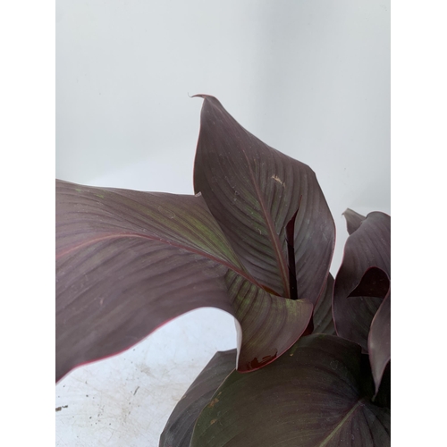 52 - TWO EXCLUSIVE VARIETY LARGE CANNA APPROX 80CM IN HEIGHT IN 2 LTR POTS PLUS VAT TO BE SOLD FOR THE TW... 