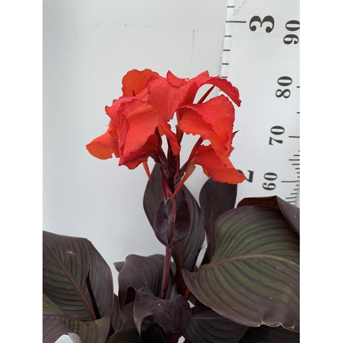 52 - TWO EXCLUSIVE VARIETY LARGE CANNA APPROX 80CM IN HEIGHT IN 2 LTR POTS PLUS VAT TO BE SOLD FOR THE TW... 