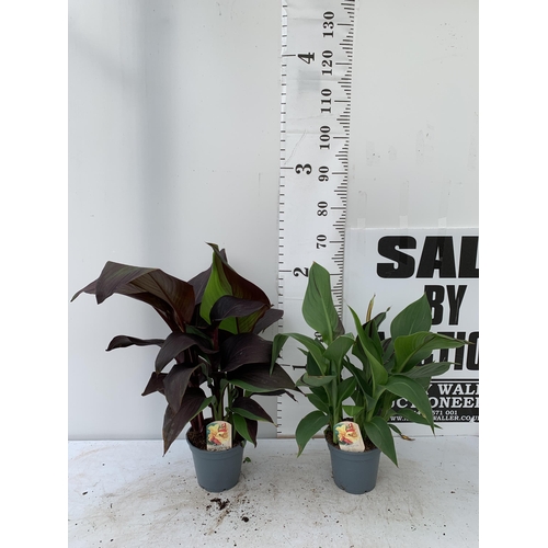 53 - TWO EXCLUSIVE VARIETY LARGE CANNA APPROX 80CM IN HEIGHT IN 2 LTR POTS PLUS VAT TO BE SOLD FOR THE TW... 