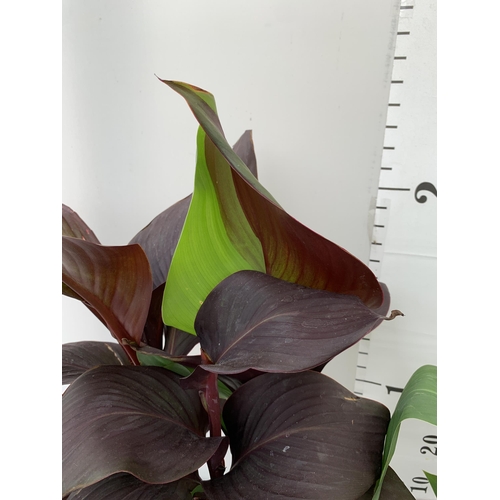 53 - TWO EXCLUSIVE VARIETY LARGE CANNA APPROX 80CM IN HEIGHT IN 2 LTR POTS PLUS VAT TO BE SOLD FOR THE TW... 