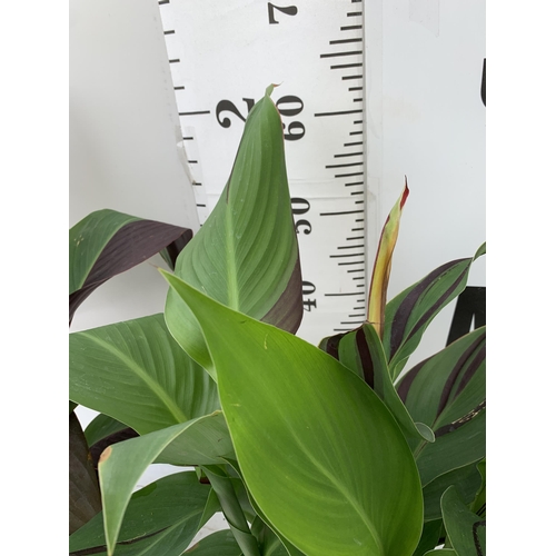 53 - TWO EXCLUSIVE VARIETY LARGE CANNA APPROX 80CM IN HEIGHT IN 2 LTR POTS PLUS VAT TO BE SOLD FOR THE TW... 