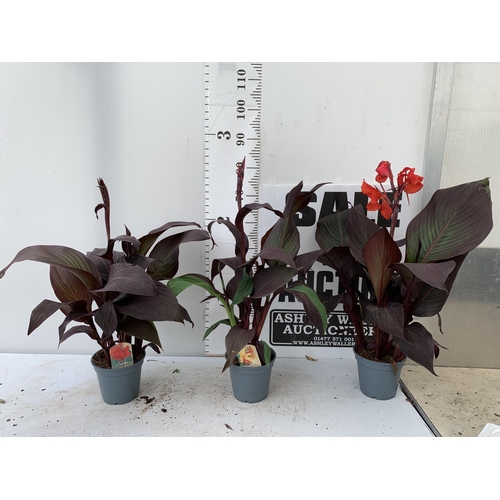 54 - THREE EXCLUSIVE VARIETY LARGE CANNA APPROX 80CM IN HEIGHT IN 2 LTR POTS PLUS VAT TO BE SOLD FOR THE ... 