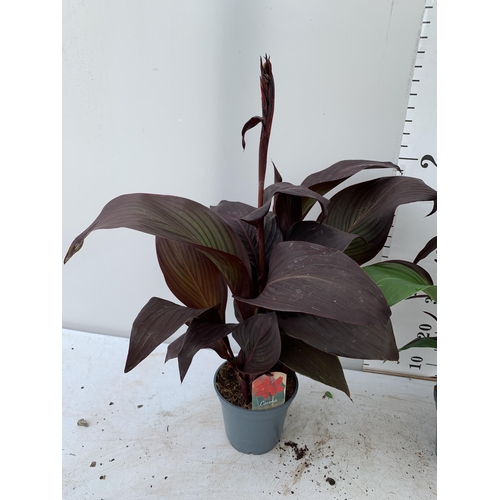 54 - THREE EXCLUSIVE VARIETY LARGE CANNA APPROX 80CM IN HEIGHT IN 2 LTR POTS PLUS VAT TO BE SOLD FOR THE ... 