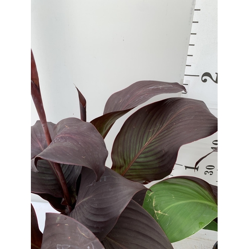 54 - THREE EXCLUSIVE VARIETY LARGE CANNA APPROX 80CM IN HEIGHT IN 2 LTR POTS PLUS VAT TO BE SOLD FOR THE ... 