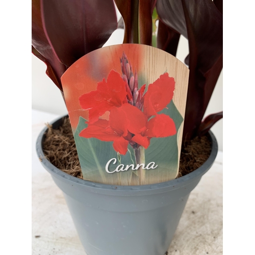 54 - THREE EXCLUSIVE VARIETY LARGE CANNA APPROX 80CM IN HEIGHT IN 2 LTR POTS PLUS VAT TO BE SOLD FOR THE ... 