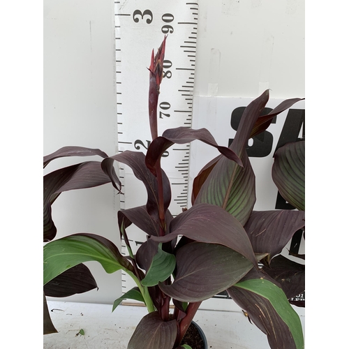 54 - THREE EXCLUSIVE VARIETY LARGE CANNA APPROX 80CM IN HEIGHT IN 2 LTR POTS PLUS VAT TO BE SOLD FOR THE ... 