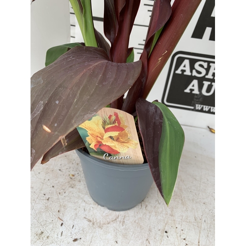 54 - THREE EXCLUSIVE VARIETY LARGE CANNA APPROX 80CM IN HEIGHT IN 2 LTR POTS PLUS VAT TO BE SOLD FOR THE ... 