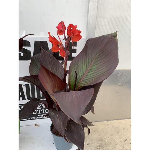 54 - THREE EXCLUSIVE VARIETY LARGE CANNA APPROX 80CM IN HEIGHT IN 2 LTR POTS PLUS VAT TO BE SOLD FOR THE ... 