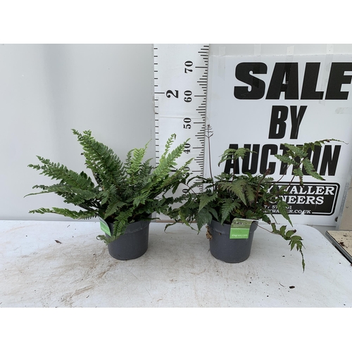 55 - TWO LARGE ELEGRASS FERNS IN 3 LTR POTS APPROX 70CM TALL PLUS VAT TO BE SOLD FOR THE TWO