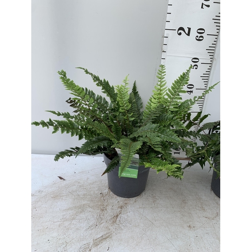 55 - TWO LARGE ELEGRASS FERNS IN 3 LTR POTS APPROX 70CM TALL PLUS VAT TO BE SOLD FOR THE TWO