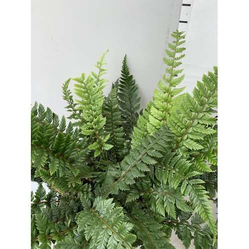 55 - TWO LARGE ELEGRASS FERNS IN 3 LTR POTS APPROX 70CM TALL PLUS VAT TO BE SOLD FOR THE TWO