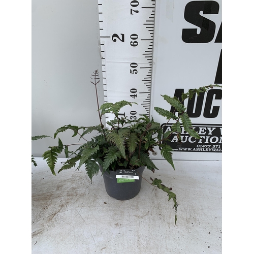 55 - TWO LARGE ELEGRASS FERNS IN 3 LTR POTS APPROX 70CM TALL PLUS VAT TO BE SOLD FOR THE TWO