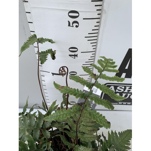 55 - TWO LARGE ELEGRASS FERNS IN 3 LTR POTS APPROX 70CM TALL PLUS VAT TO BE SOLD FOR THE TWO