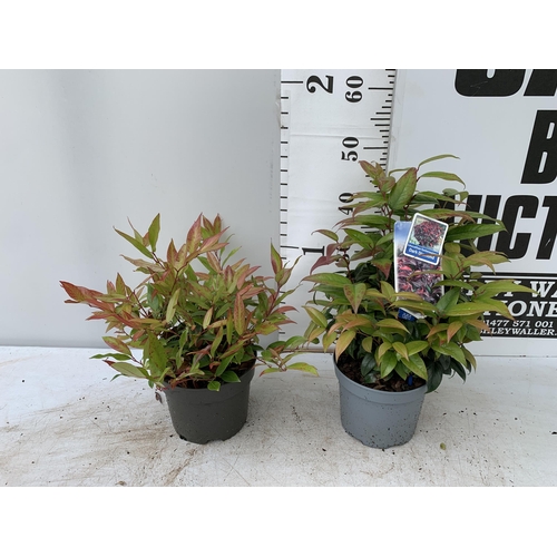 57 - TWO LEUCOTHOE 'DARK DIAMOND' AND 'ZEBLID' IN 2 LTR POTS 50CM TALL PLUS VAT TO BE SOLD FOR THE TWO