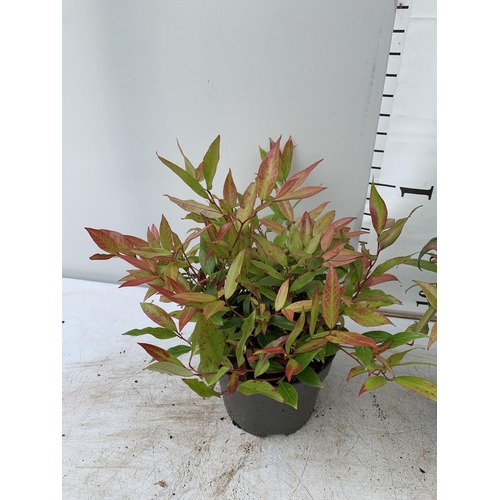 57 - TWO LEUCOTHOE 'DARK DIAMOND' AND 'ZEBLID' IN 2 LTR POTS 50CM TALL PLUS VAT TO BE SOLD FOR THE TWO