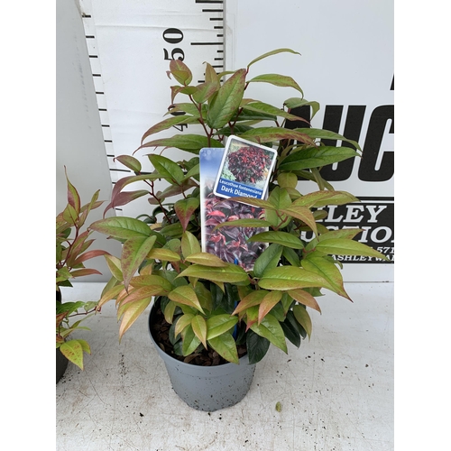 57 - TWO LEUCOTHOE 'DARK DIAMOND' AND 'ZEBLID' IN 2 LTR POTS 50CM TALL PLUS VAT TO BE SOLD FOR THE TWO