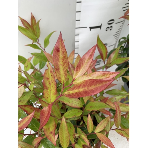 57 - TWO LEUCOTHOE 'DARK DIAMOND' AND 'ZEBLID' IN 2 LTR POTS 50CM TALL PLUS VAT TO BE SOLD FOR THE TWO