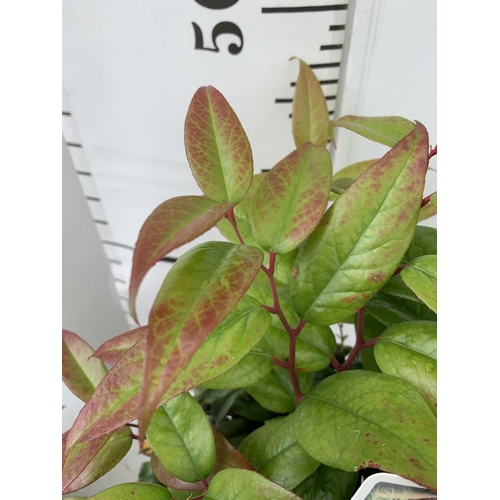 57 - TWO LEUCOTHOE 'DARK DIAMOND' AND 'ZEBLID' IN 2 LTR POTS 50CM TALL PLUS VAT TO BE SOLD FOR THE TWO