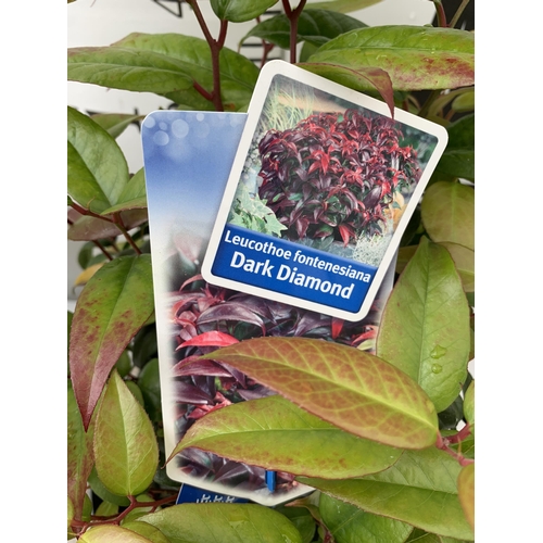 57 - TWO LEUCOTHOE 'DARK DIAMOND' AND 'ZEBLID' IN 2 LTR POTS 50CM TALL PLUS VAT TO BE SOLD FOR THE TWO