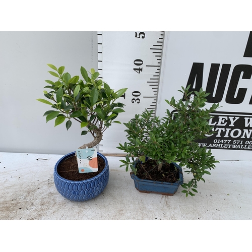 58 - TWO BONSAI TREES IN CERAMIC POTS APPROX 30-40CM PLUS VAT TO BE SOLD FOR THE TWO