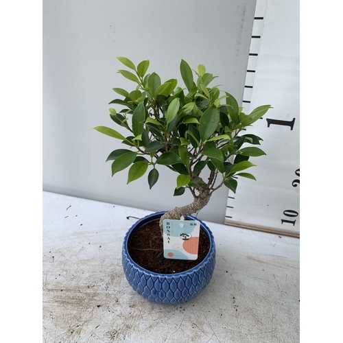 58 - TWO BONSAI TREES IN CERAMIC POTS APPROX 30-40CM PLUS VAT TO BE SOLD FOR THE TWO