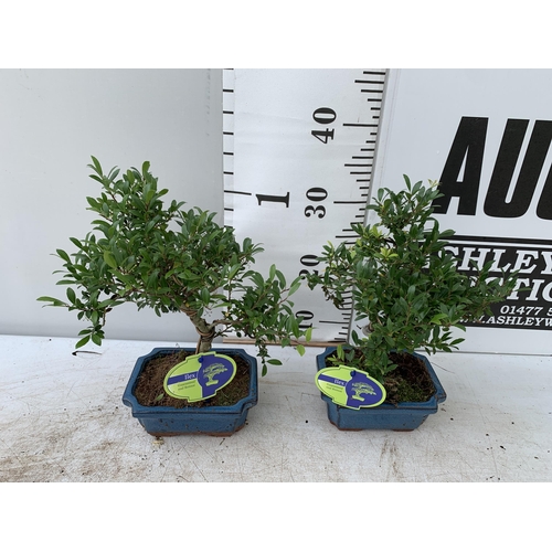 59 - TWO BONSAI TREES IN CERAMIC POTS APPROX 30-40CM PLUS VAT TO BE SOLD FOR THE TWO