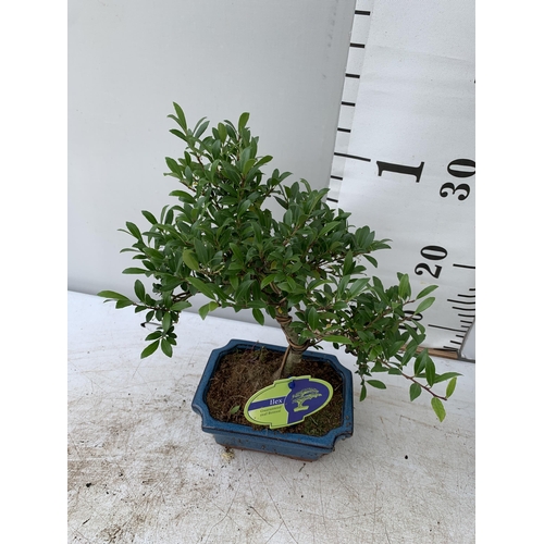 59 - TWO BONSAI TREES IN CERAMIC POTS APPROX 30-40CM PLUS VAT TO BE SOLD FOR THE TWO