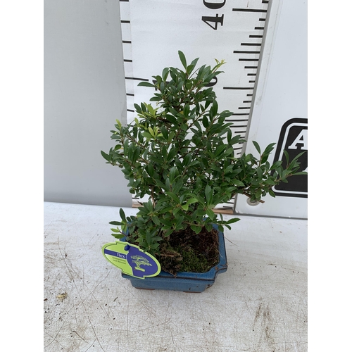 59 - TWO BONSAI TREES IN CERAMIC POTS APPROX 30-40CM PLUS VAT TO BE SOLD FOR THE TWO