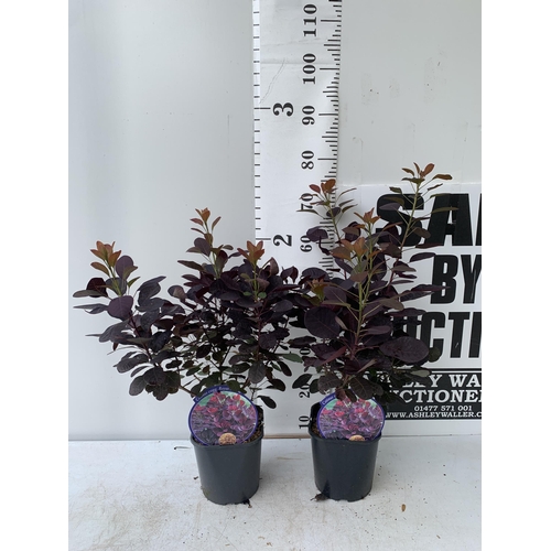 6 - TWO COTINUS COGGYGRIA ROYAL PURPLE SMOKE BUSH IN 3 LTR POTS APPROX 60-70CM IN HEIGHT PLUS VAT TO BE ... 