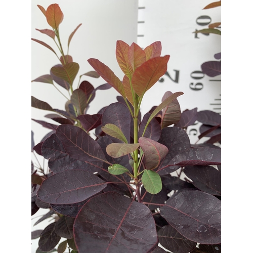 6 - TWO COTINUS COGGYGRIA ROYAL PURPLE SMOKE BUSH IN 3 LTR POTS APPROX 60-70CM IN HEIGHT PLUS VAT TO BE ... 