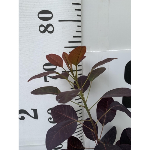 6 - TWO COTINUS COGGYGRIA ROYAL PURPLE SMOKE BUSH IN 3 LTR POTS APPROX 60-70CM IN HEIGHT PLUS VAT TO BE ... 