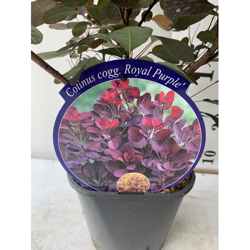 6 - TWO COTINUS COGGYGRIA ROYAL PURPLE SMOKE BUSH IN 3 LTR POTS APPROX 60-70CM IN HEIGHT PLUS VAT TO BE ... 