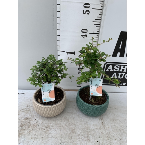 60 - TWO BONSAI TREES IN CERAMIC POTS APPROX 30-40CM PLUS VAT TO BE SOLD FOR THE TWO