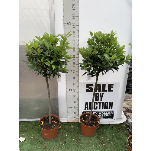 66 - A PAIR OF STANDARD BAY TREES LAURUS NOBILIS IN 10 LTR POTS APPROX 150CM IN HEIGHT TO BE SOLD FOR THE... 