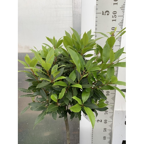 66 - A PAIR OF STANDARD BAY TREES LAURUS NOBILIS IN 10 LTR POTS APPROX 150CM IN HEIGHT TO BE SOLD FOR THE... 