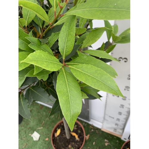 66 - A PAIR OF STANDARD BAY TREES LAURUS NOBILIS IN 10 LTR POTS APPROX 150CM IN HEIGHT TO BE SOLD FOR THE... 