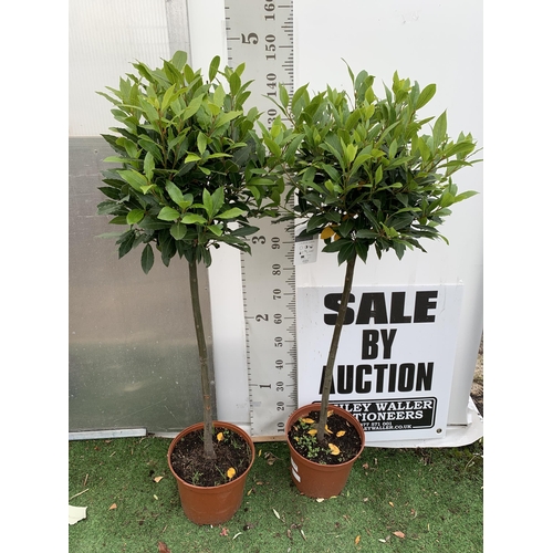 67 - A PAIR OF STANDARD BAY TREES LAURUS NOBILIS IN 10 LTR POTS APPROX 150CM IN HEIGHT TO BE SOLD FOR THE... 