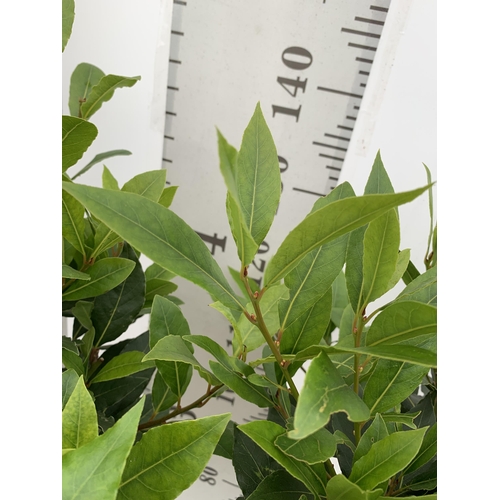 67 - A PAIR OF STANDARD BAY TREES LAURUS NOBILIS IN 10 LTR POTS APPROX 150CM IN HEIGHT TO BE SOLD FOR THE... 