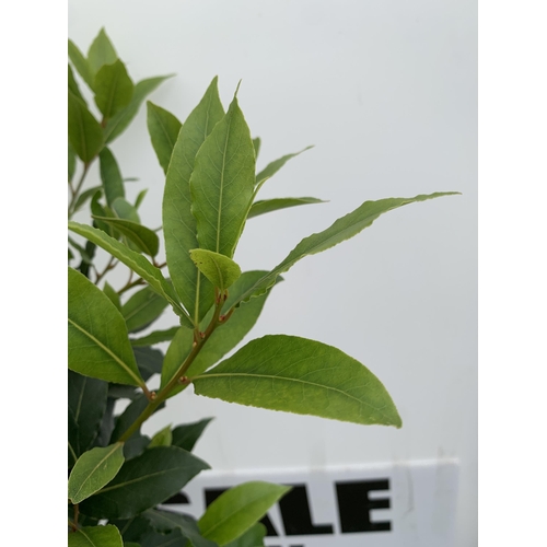 67 - A PAIR OF STANDARD BAY TREES LAURUS NOBILIS IN 10 LTR POTS APPROX 150CM IN HEIGHT TO BE SOLD FOR THE... 