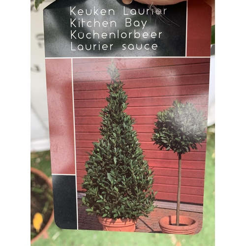 67 - A PAIR OF STANDARD BAY TREES LAURUS NOBILIS IN 10 LTR POTS APPROX 150CM IN HEIGHT TO BE SOLD FOR THE... 