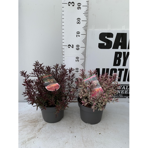 68 - TWO LARGE HEBE MAGICOLOURS 'MAGIC SUMMER' AND 'HEARTBREAKER' IN 5 LTR POTS APPROX 45CM IN HEIGHT PLU... 