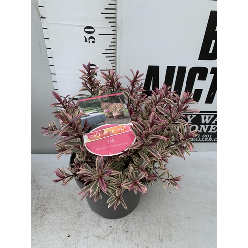 68 - TWO LARGE HEBE MAGICOLOURS 'MAGIC SUMMER' AND 'HEARTBREAKER' IN 5 LTR POTS APPROX 45CM IN HEIGHT PLU... 