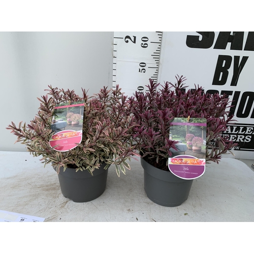 69 - TWO LARGE HEBE MAGICOLOURS 'MAGIC SUMMER' AND 'HEARTBREAKER' IN 5 LTR POTS APPROX 45CM IN HEIGHT PLU... 