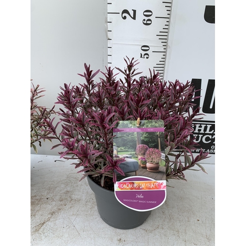 69 - TWO LARGE HEBE MAGICOLOURS 'MAGIC SUMMER' AND 'HEARTBREAKER' IN 5 LTR POTS APPROX 45CM IN HEIGHT PLU... 