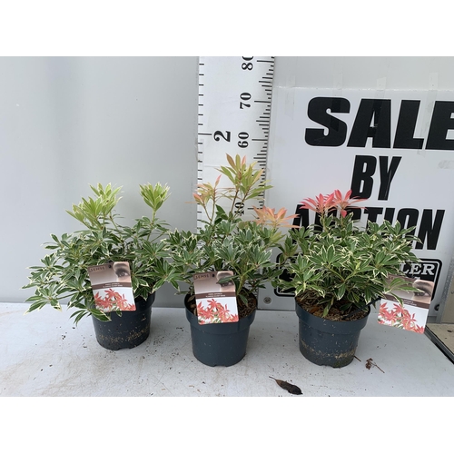 7 - THREE PIERIS JAPONICA FLAMING SILVER SCENE IN 3 LITRE POTS 40CM TALL PLUS VAT TO BE SOLD FOR THE THR... 