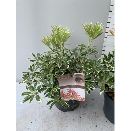 7 - THREE PIERIS JAPONICA FLAMING SILVER SCENE IN 3 LITRE POTS 40CM TALL PLUS VAT TO BE SOLD FOR THE THR... 