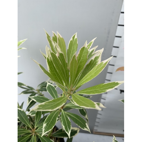 7 - THREE PIERIS JAPONICA FLAMING SILVER SCENE IN 3 LITRE POTS 40CM TALL PLUS VAT TO BE SOLD FOR THE THR... 