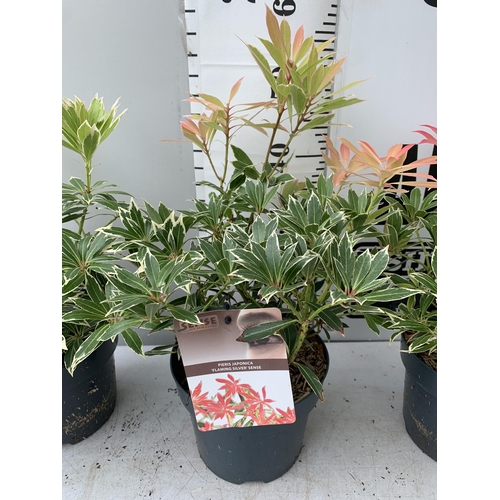 7 - THREE PIERIS JAPONICA FLAMING SILVER SCENE IN 3 LITRE POTS 40CM TALL PLUS VAT TO BE SOLD FOR THE THR... 