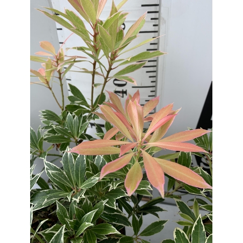 7 - THREE PIERIS JAPONICA FLAMING SILVER SCENE IN 3 LITRE POTS 40CM TALL PLUS VAT TO BE SOLD FOR THE THR... 